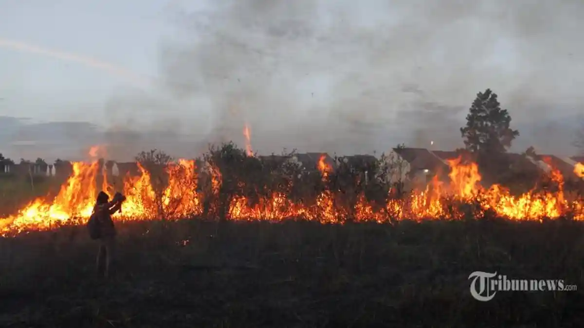 Arti Mimpi Kebakaran, Mimpi Sawah Terbakar Bisa Jadi Pertanda Rezeki Tak Terduga, Ini Tafsirnya