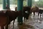 tangkap-layar-video-sapi-yang-evakuasi-ke-teras-Masjid-di-Desa-Panyepen.jpg