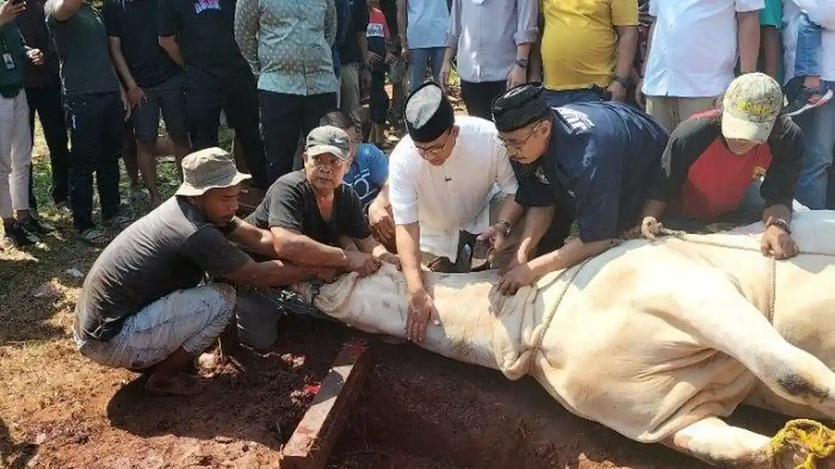 Drama Sapi Kurban Milik Anies Baswedan, Berhasil Ditumbangkan Setelah Belasan Orang Lakukan Ini