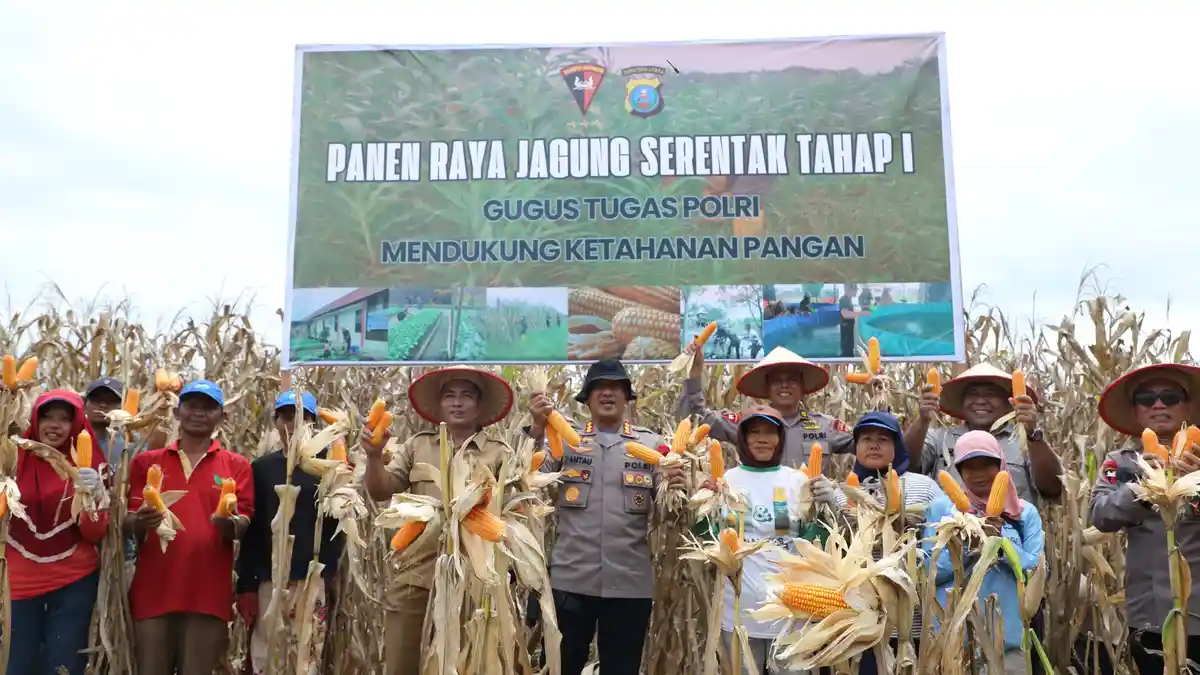 Brimob Polda Sumut Panen Jagung Serentak, Dorong Ketahanan Pangan