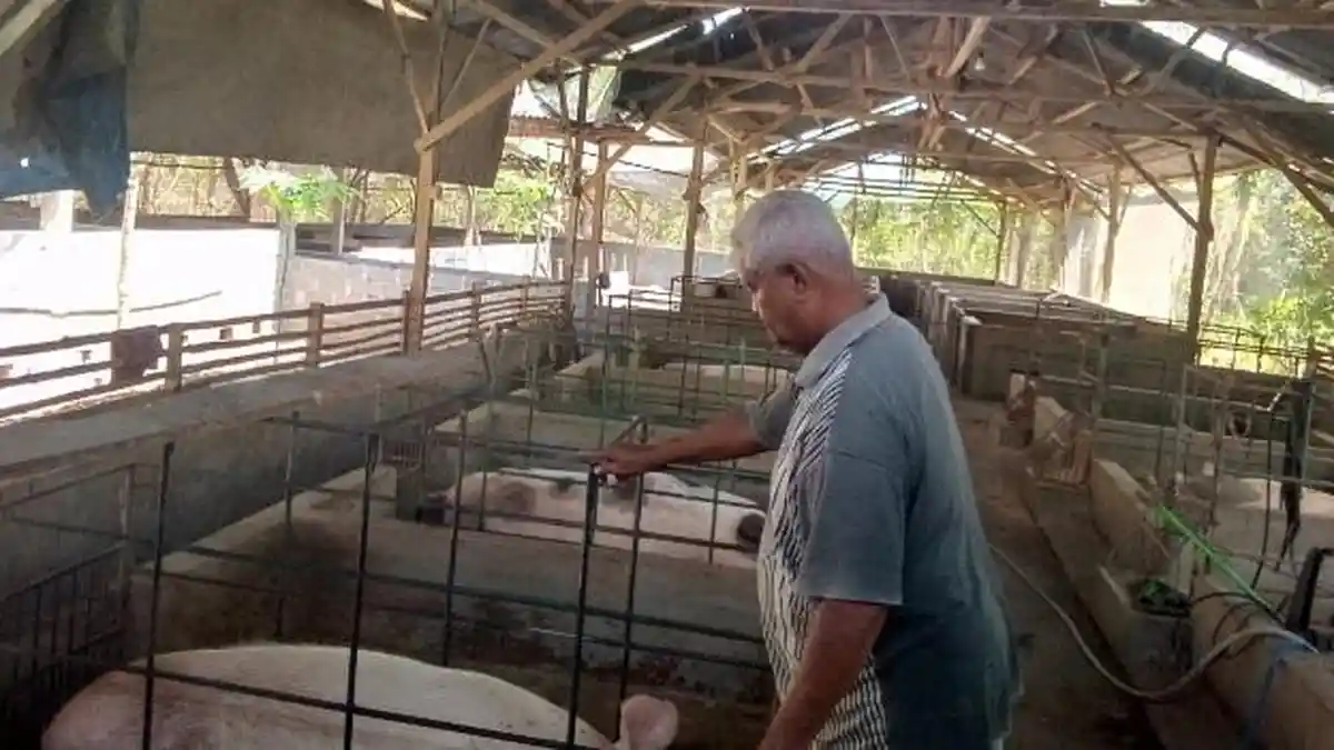Perjuangan Ama Boro Hingga Sembuh dari Sayatan Virus ASF di Flores Timur