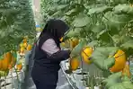 SMKN-1-Pandak-punya-kebun-melon.jpg