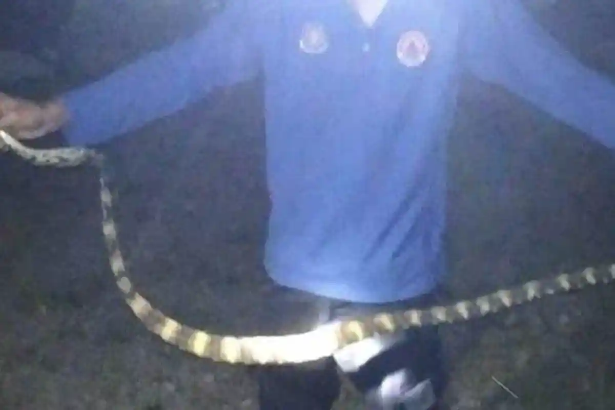 Ular Berbisa Masuk Rumah Warga di Lembah Seulawah