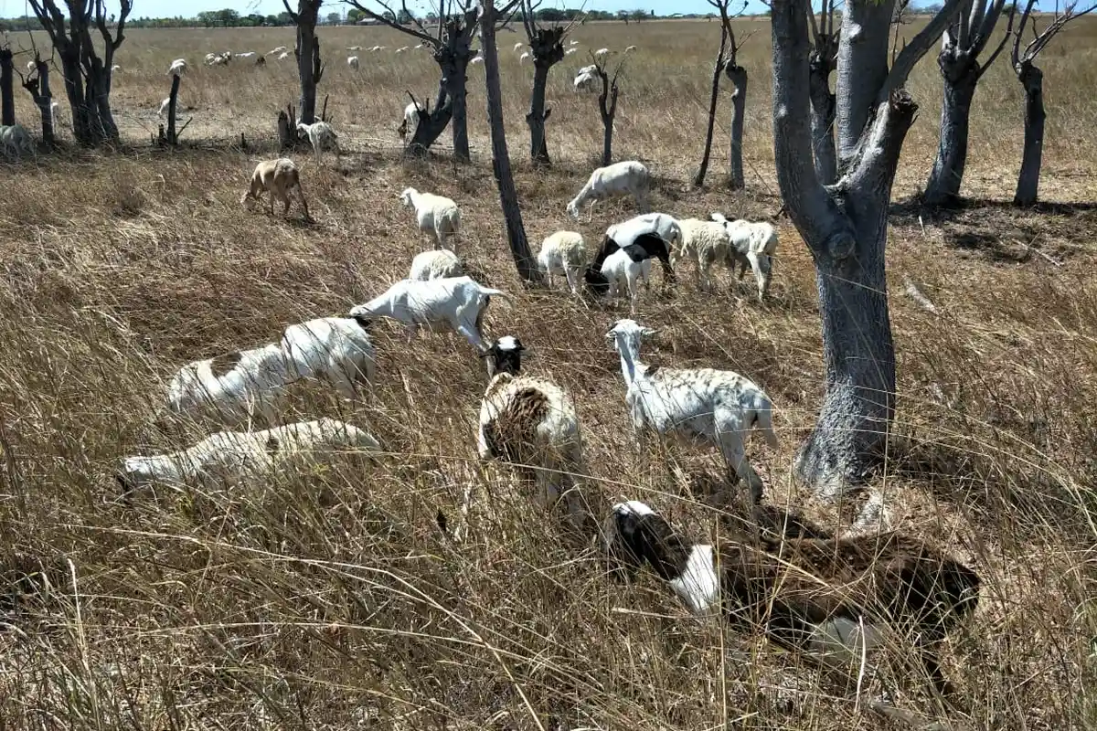 Para Pria Ini Ketagihan Memperkosa Ternak, Sapi, Kambing, Anjing & Kuda Jadi Korban