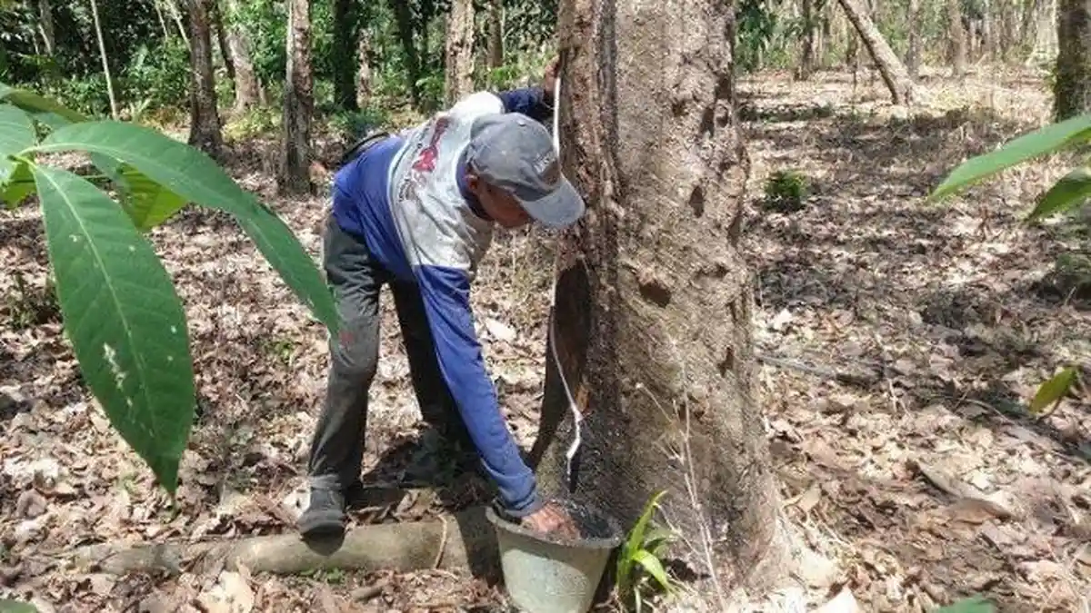 Harga Karet Sumsel Hari ini, Terendah Rp 7.994 Tertinggi Rp19.985 per Kg