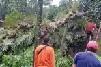 petugas-mengevakuasi-material-pohon-tumbang.jpg