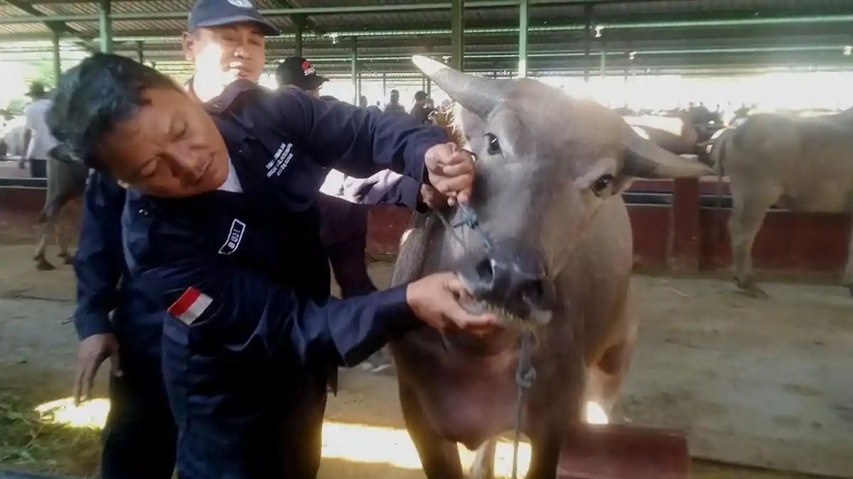 Dispertan Kudus Periksa Ratusan Hewan Ternak di Pasar Gulang, Semprotkan Cairan Desinfektan