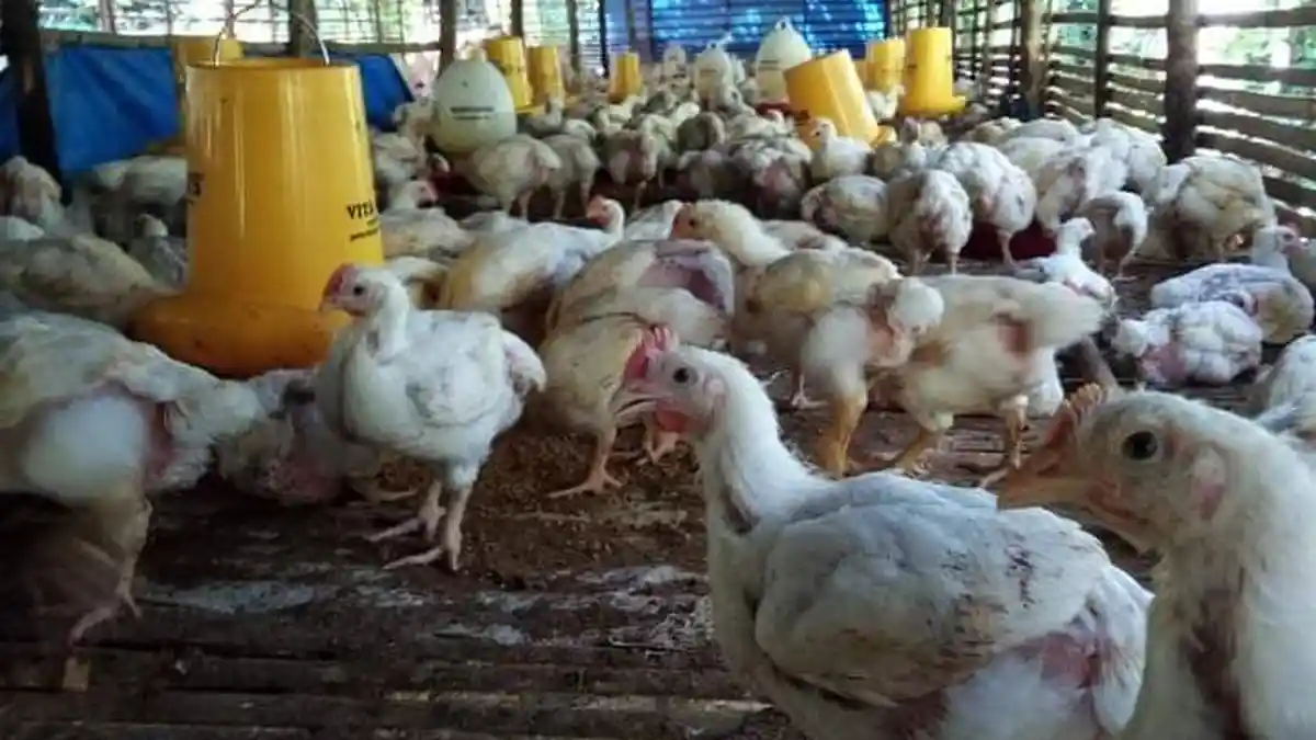 Harga Daging Ayam Potong di Seluma Bengkulu Berangsur Stabil