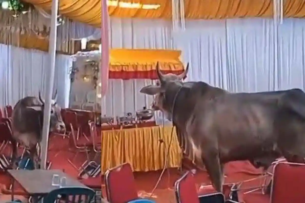 Bukan Mantan, Makhluk Ini Ngamuk di Hajatan Warga Kalideres: Keluarga Pengantin Sebut Kayak Tsunami