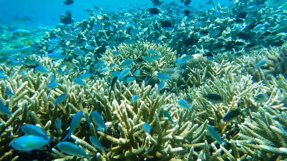 Ternyata, Nelayan Justru Memelihara Surga Bawah Laut di Pulau Mas Flotim