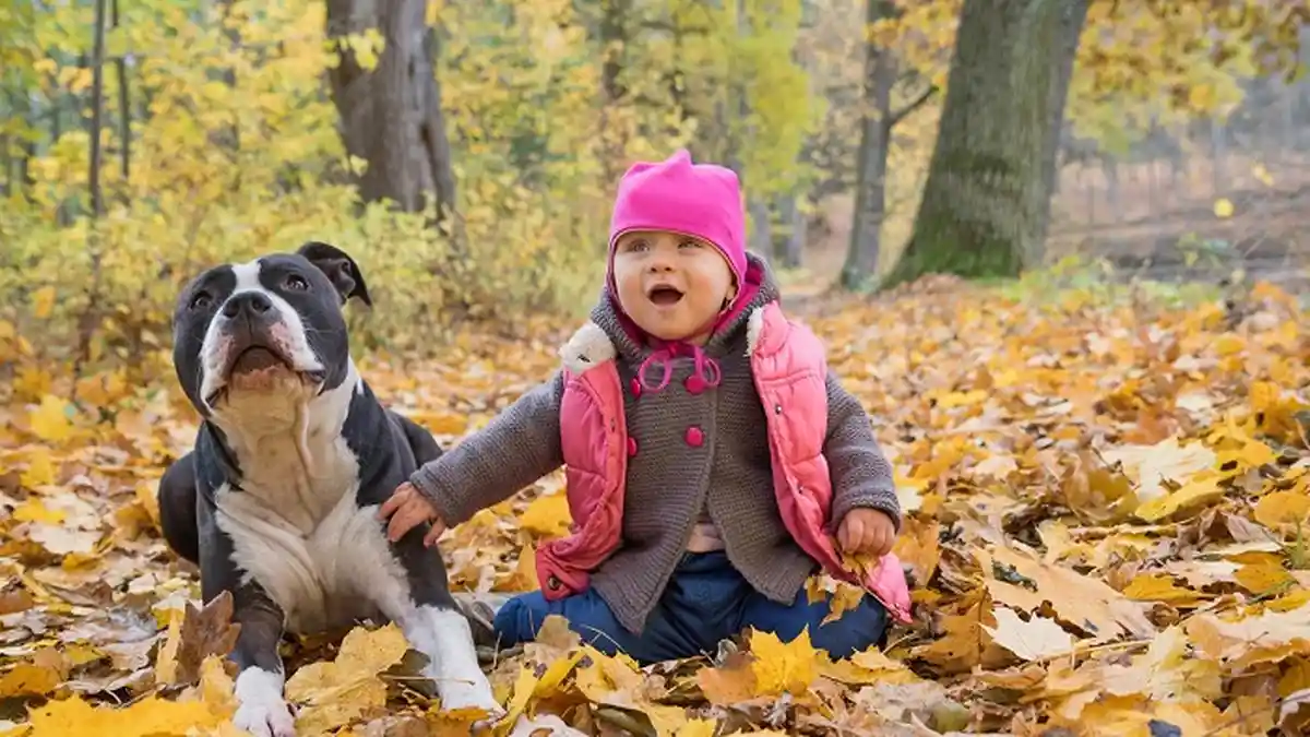3 Fakta di Balik Anjing Pitbull yang Tak Diketahui, Ternyata Bersahabat dan Suka Anak-anak