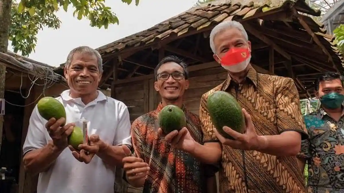 Ganjar Populerkan Alpukat Rifai, Pernah Dilelang Harga Rp1,1 Juta Per Buah