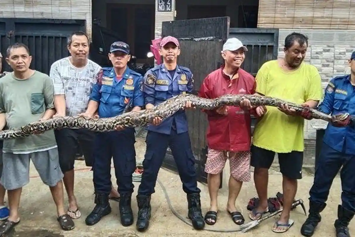 Ular Piton 4 Meter Ditangkap Damkar Tangsel Usai Mangsa Kucing Peliharaan