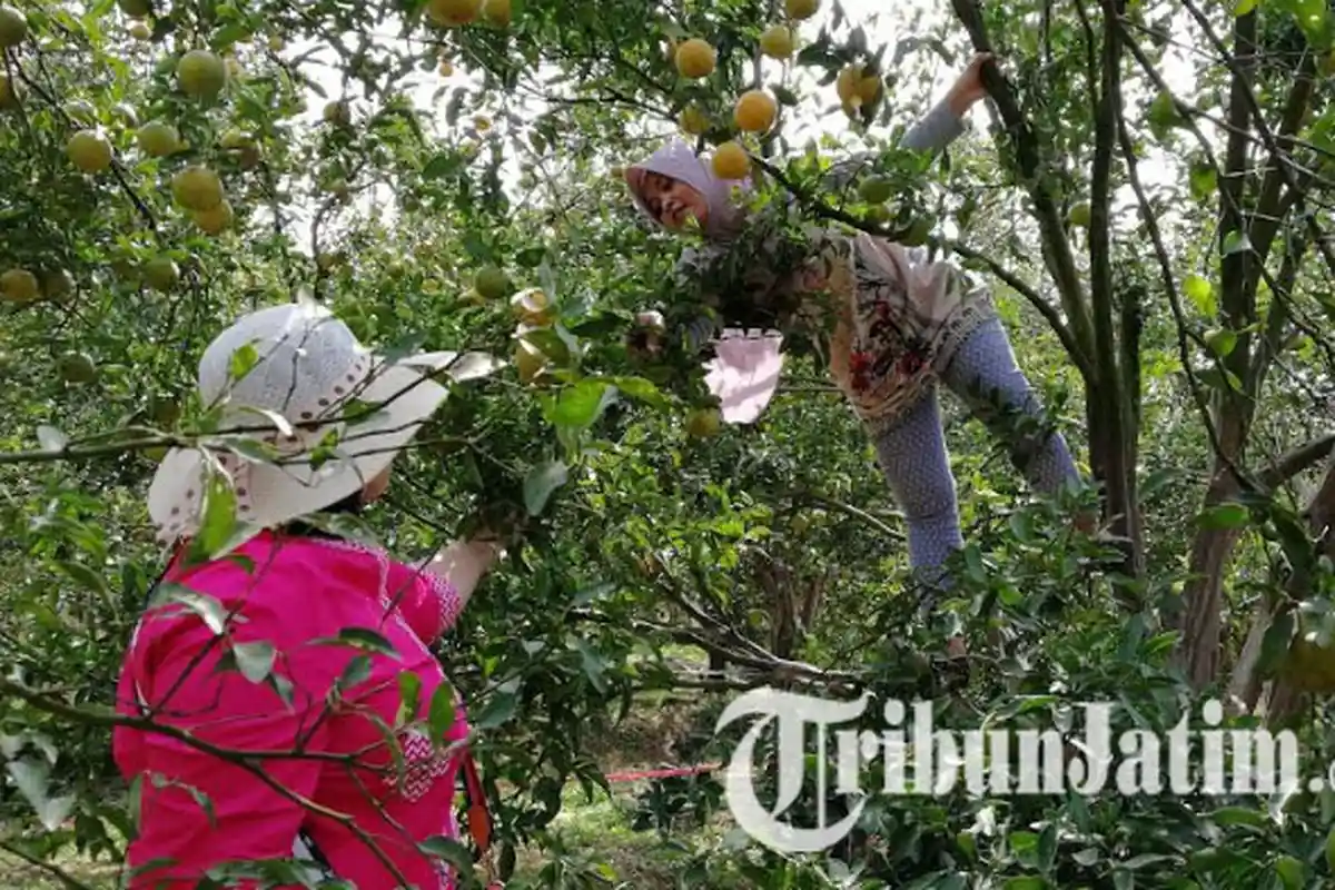 Cukup Bayar Rp 20 Ribu, Balitjestro Kota Batu Manjakan Wisatawan Dengan Jeruk Keprok