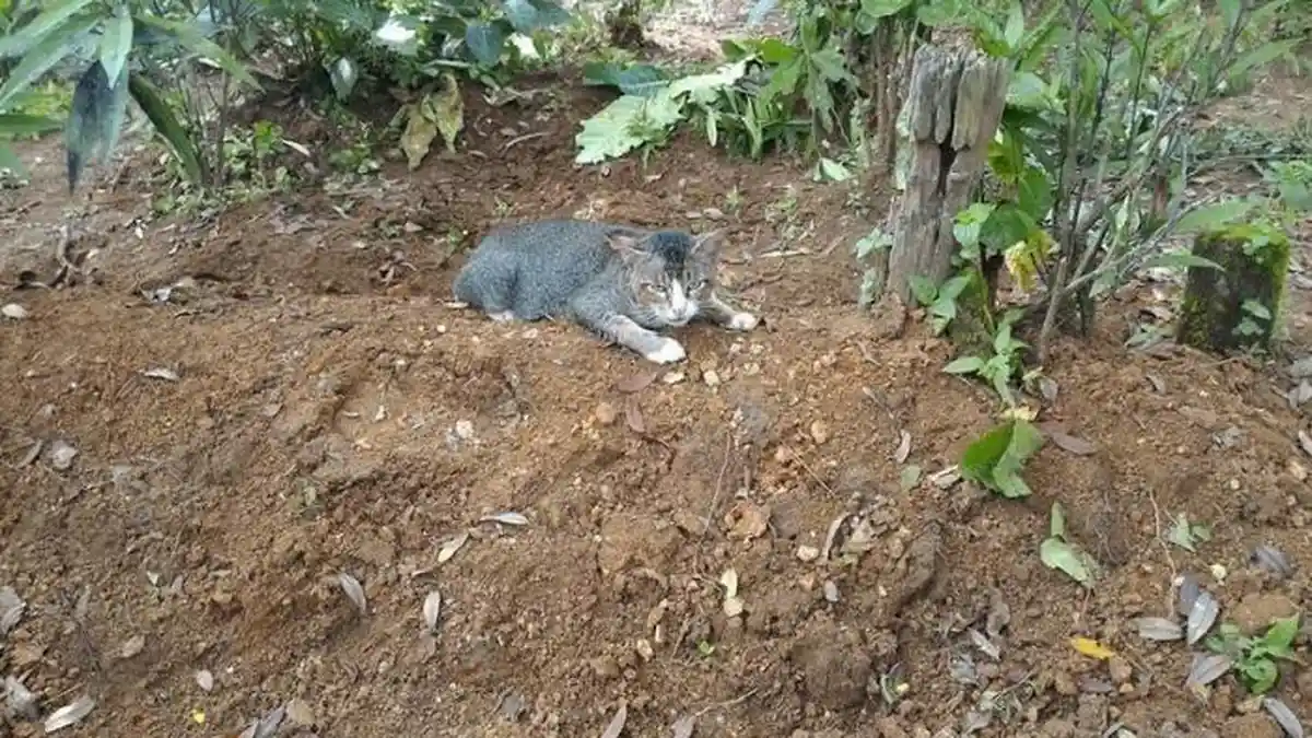 Ada Kucing di Kebumen Setia Tunggui Kuburan Majikannya
