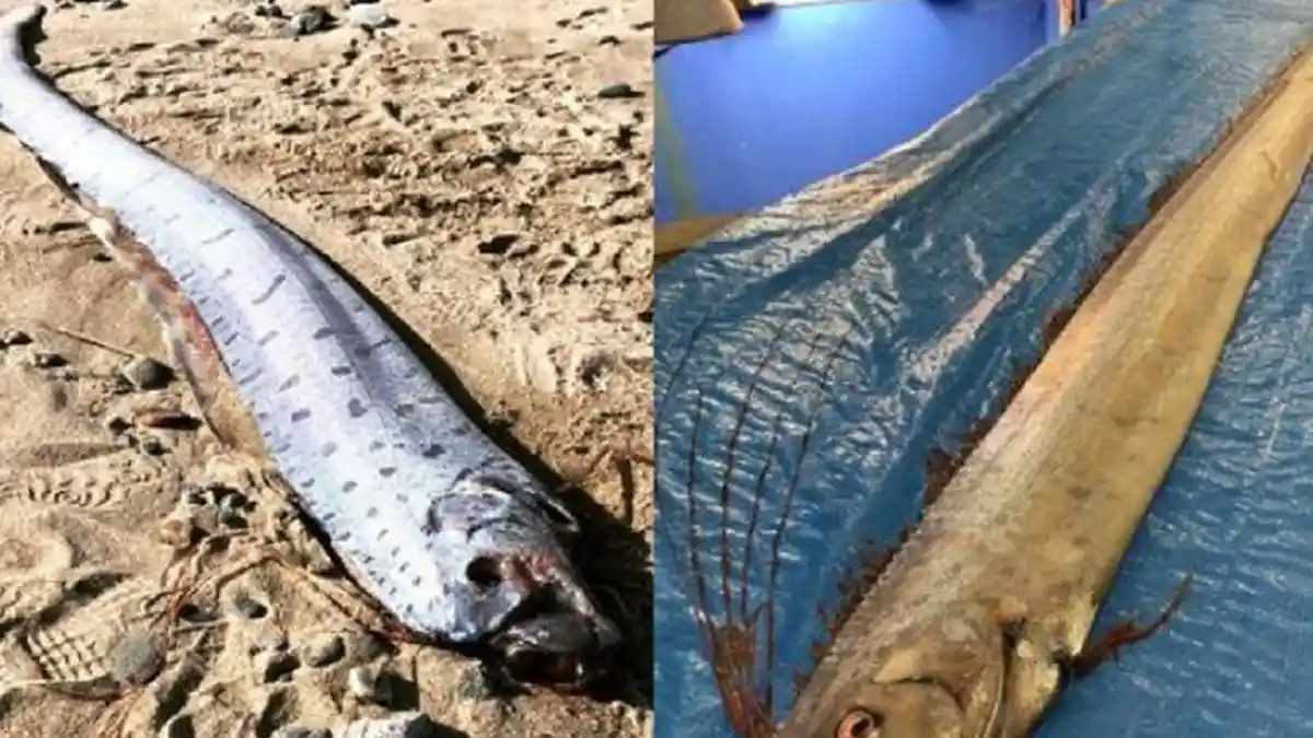 Oarfish, Ikan yang Dianggap Sebagai Tanda akan Datangnya Gempa Bumi dan Tsunami
