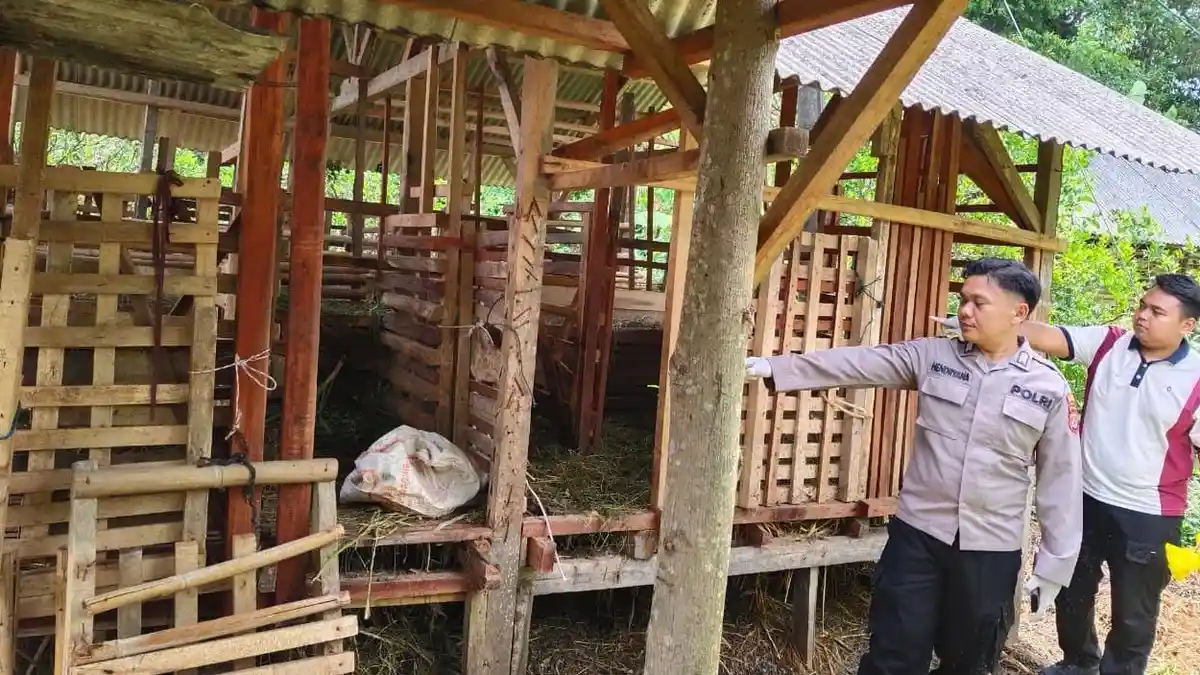 Bukan Penyakit Mematikan, Tapi Petugas Ingatkan Orf Domba di Pangandaran Bisa Menular ke Manusia