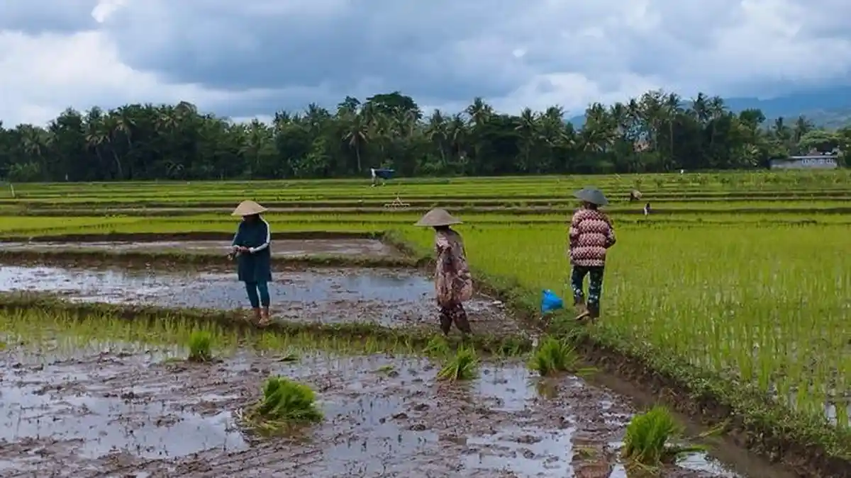 DPP Kulon Progo Yakin Masa Tanam Padi Pertama Aman Meski Dilanda Cuaca Ekstrem