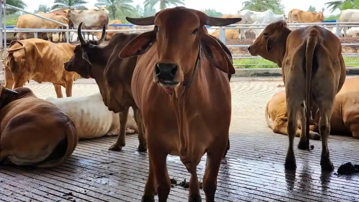 Pemotongan Sapi Kurban di Lampung Tembus 24.986 Ekor, Naik Dibanding Tahun Lalu