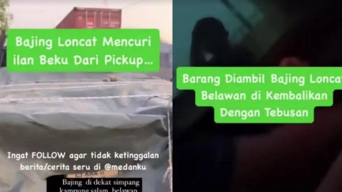 Viral Bajing Loncat Curi Ikan Beku dari Pikap di Belawan, Barang Dikembalikan setelah Ditebus Sopir