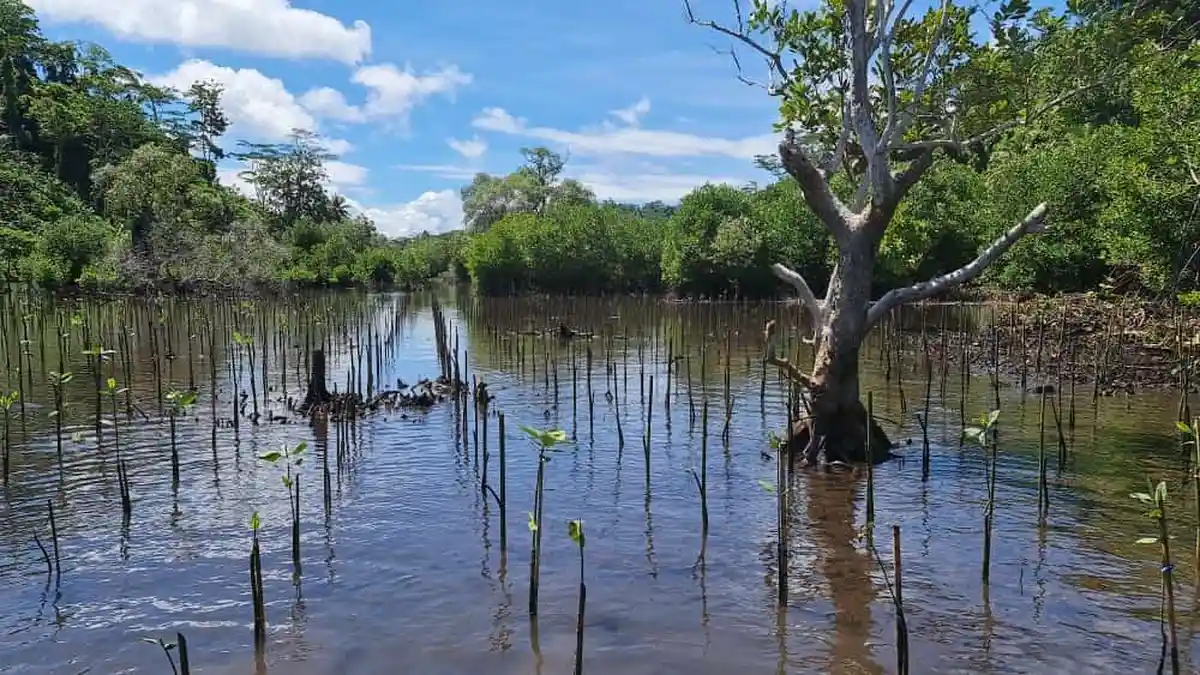 58.971 Hektare Ekosistem Mangrove di Papua Rusak Parah