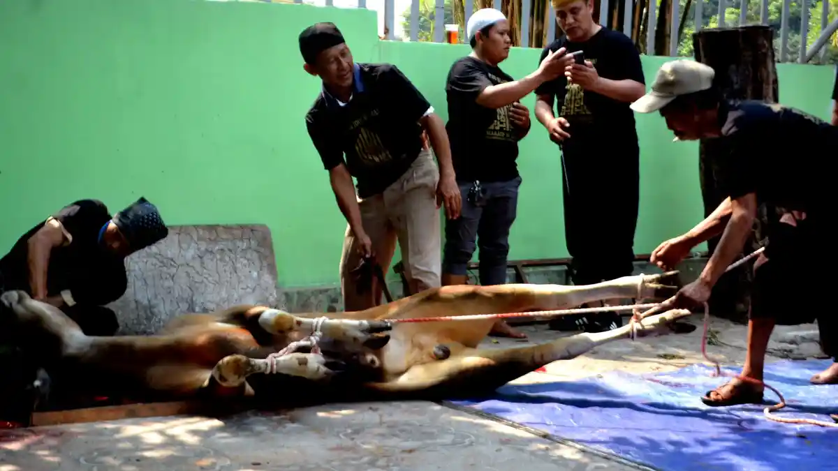 Tata Cara dan Doa Menyembelih Hewan Kurban Idul Adha 2019 Lengkap Beserta Terjemahannya