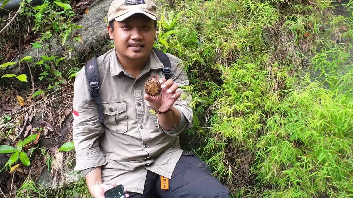 Kura-kura Bergerigi, Satwa Liar di Jepara yang Mulai Menurun Populasinya
