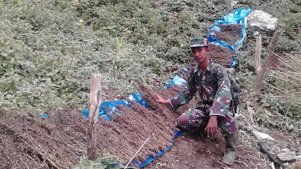 Saat Patroli Hutan, Kodim 0201/TS Temukan 2 Kuintal Ganja