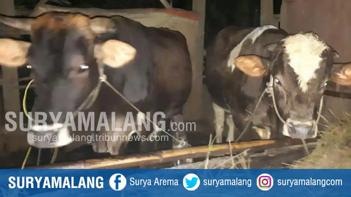 Curi Sapi Seharga Rp 20 Juta, Pria Asal Pasuruan Ini Hanya Dapat Bagian Rp 500 Ribu