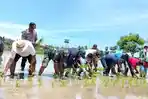 Perkuat Swasembada Pangan, Pemkab Sarai Ikuti Gerakan Tanam Padi Se-NTT 