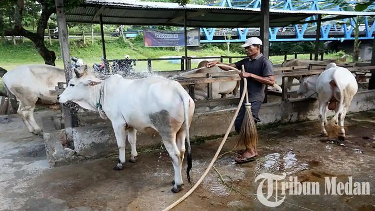 8 Ciri Sapi Bebas Antraks, dan 6 Tips Memilih Hewan Kurban yang Sehat