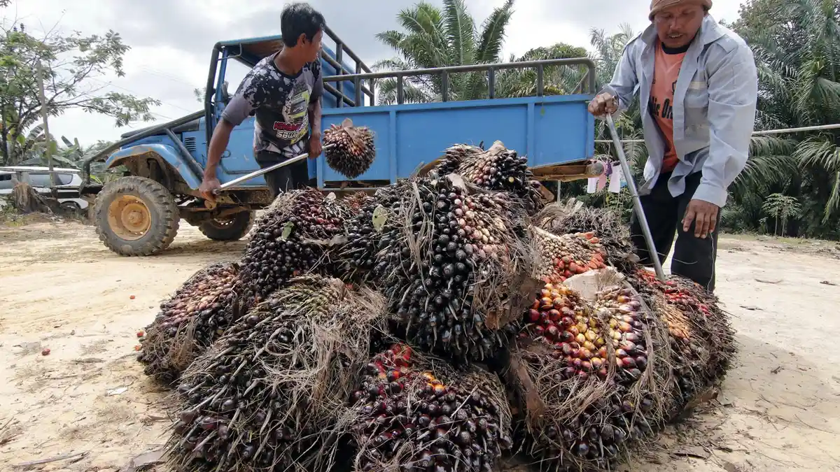 Melonjak, Harga Sawit Jambi jadi Rp3.669 per Kg Periode 13 Maret-2 April 2026