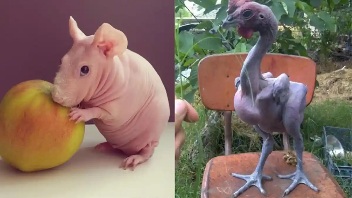 Geli! Begini Jadinya Jika Hewan-hewan Tak Memiliki Bulu, Terlihat Aneh Banget!