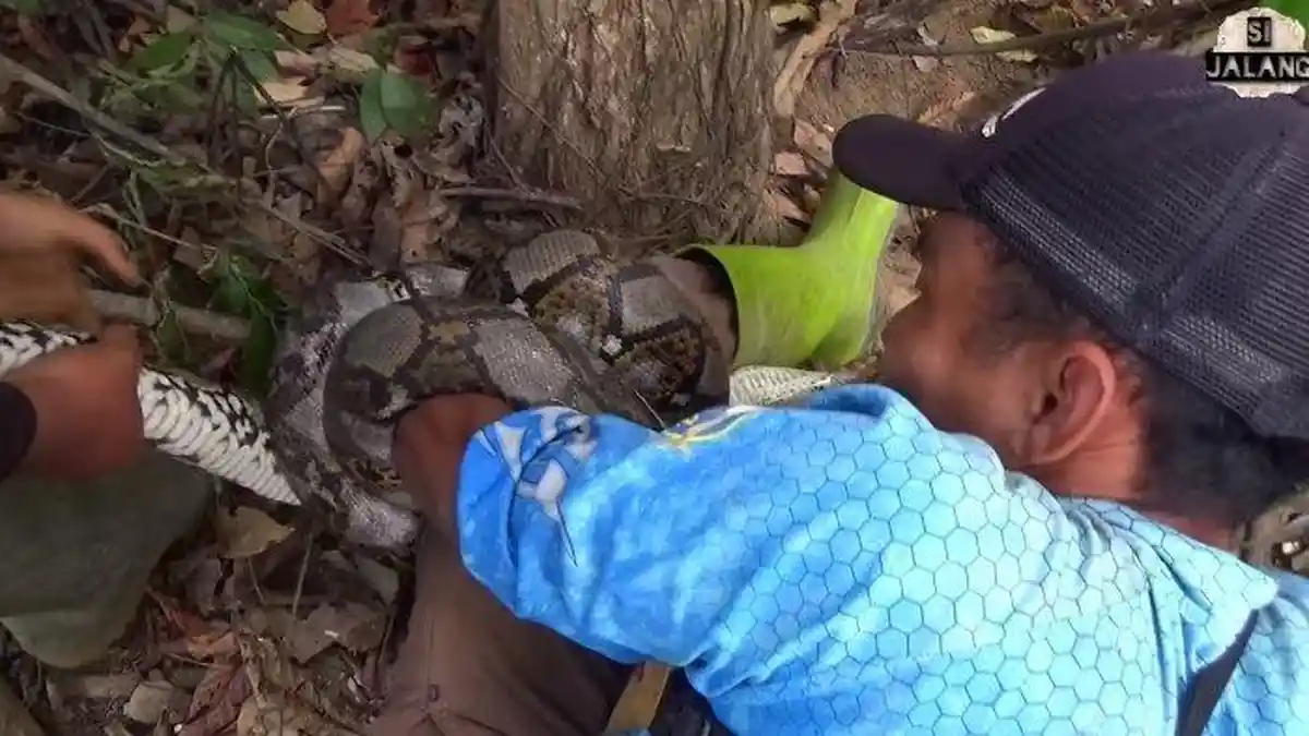 VIRAL Pria Ini Panik Usai Dililit Ular Piton Sepanjang 4 Meter Saat Mancing: Hampir Pindah Alam