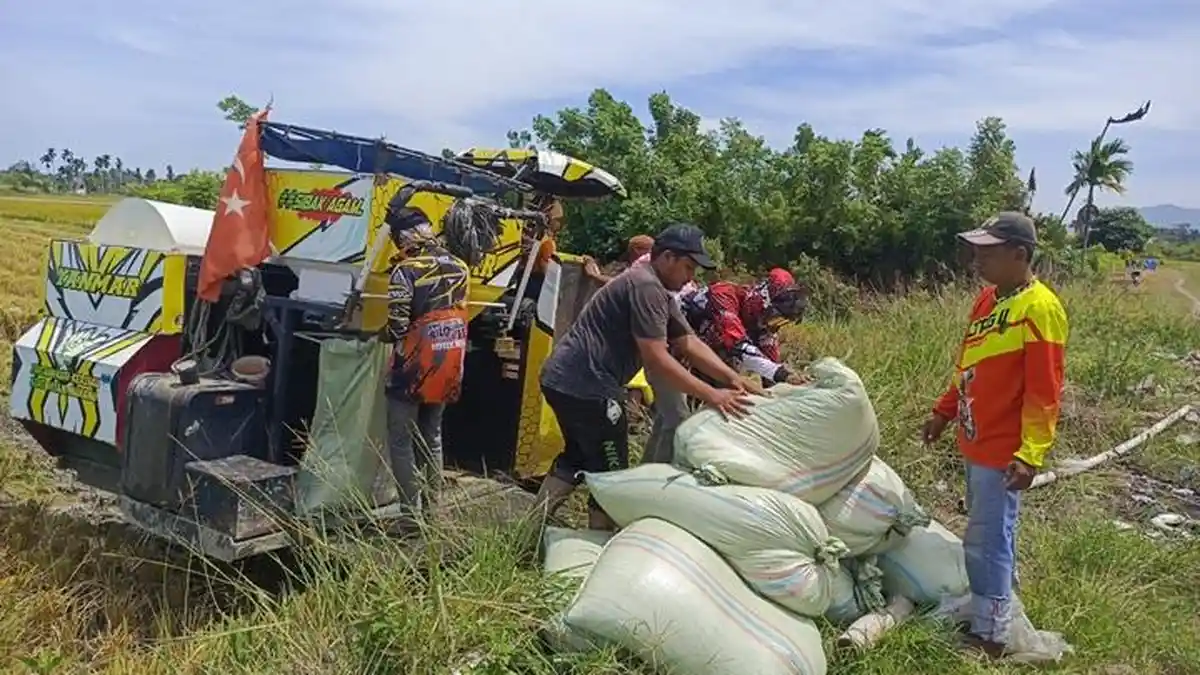 Harga Gabah di Abdya Rp 8.000 Per Kilogram, Dominan Diborong Pedagang Luar