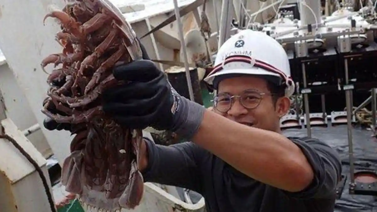 Peneliti LIPI Temukan Kecoak Raksasa di Selat Sunda, Ini Penampakannya