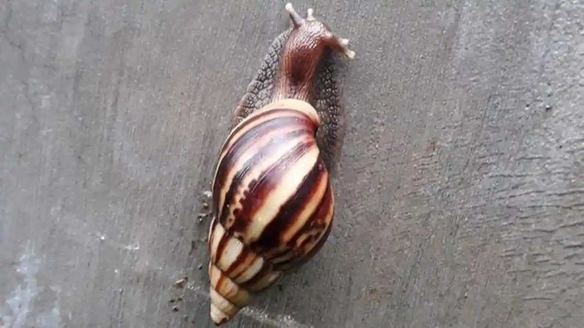Unik! Ternyata Ada Kejuaraan Dunia Balap Siput di Inggris