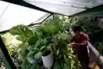 Urban Farming di Jakarta