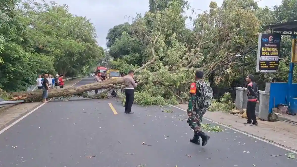 Apesnya Pengendara Motor di Cirebon, Luka Berat Tertimpa Pohon yang Tumbang, Ini Identitasnya
