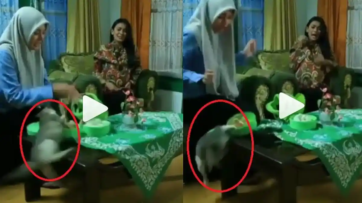 Viral Adegan Kucing di Sineron Azab, Dapat Protes dari Kelompok Pecinta Hewan, Ini Tuntutan Mereka