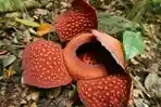 rafflesia-tuan-mudae_20161110_114651.jpg