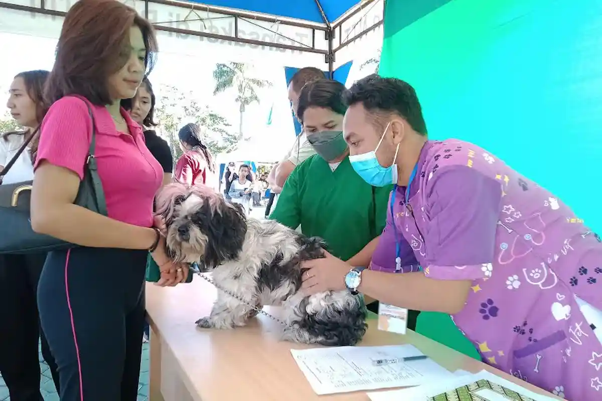 Fenomena Gigitan Anjing Diduga Rabies di Miomaffo Barat Timor Tengah Utara Tembus 54 Kasus