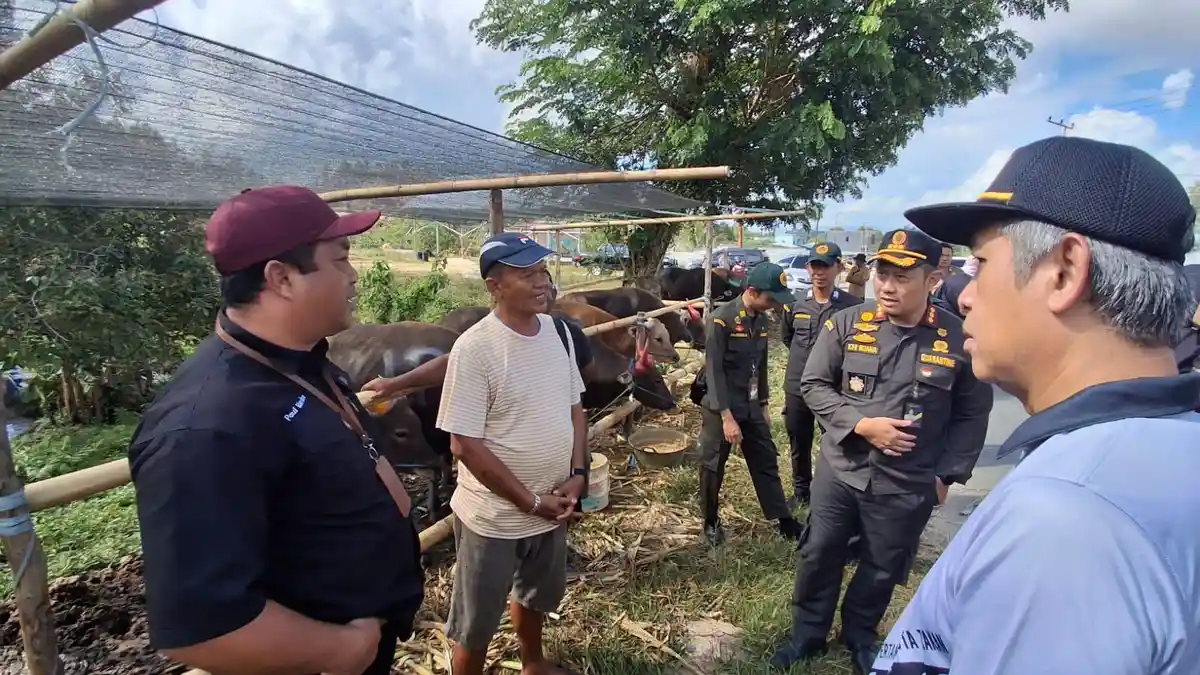 Breaking News Pemkot Tarakan Sidak Pedagang Hewan Kurban, Antisipasi Sapi Ilegal