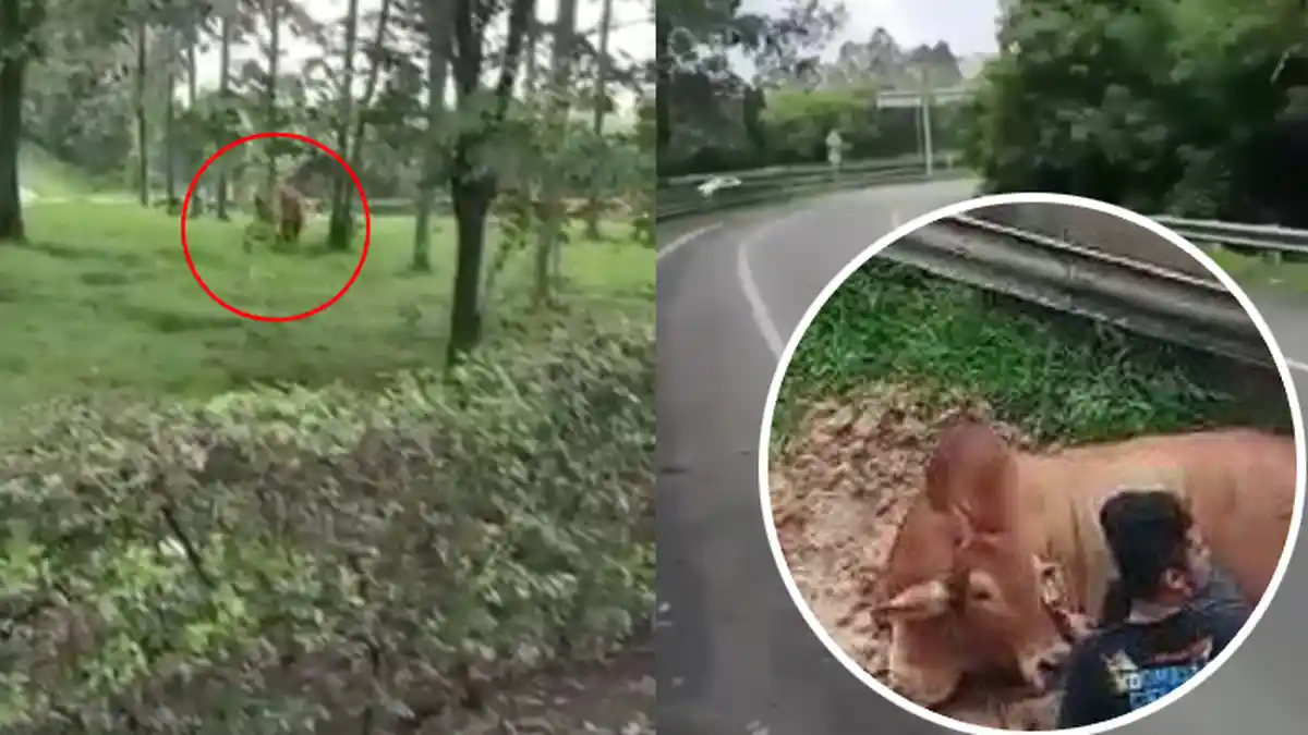 Seekor Sapi Raksasa Mengamuk di Pintu Tol Balaraja Barat, Pengguna Jalan Panik