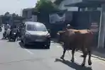 Video-seekor-sapi-kabur-dan-berlarian-sfsf.jpg