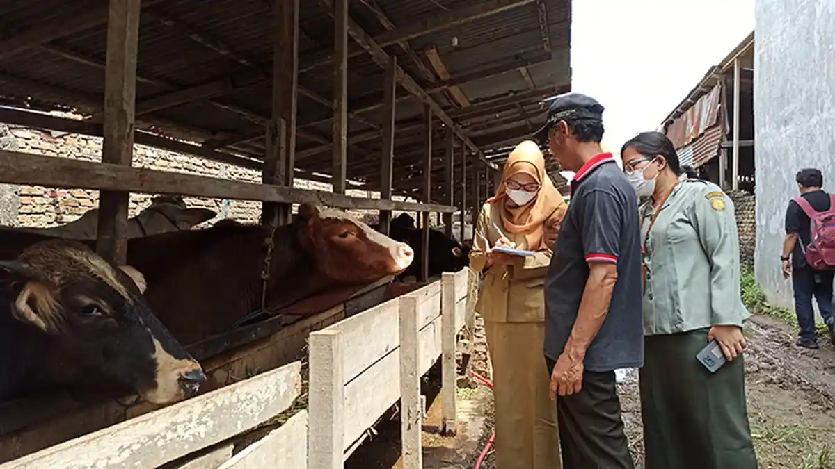 1.600 Dosis Vaksin PMK Dialokasikan ke Tujuh Daerah di Sumut, Sapi Perah Jadi Prioritas