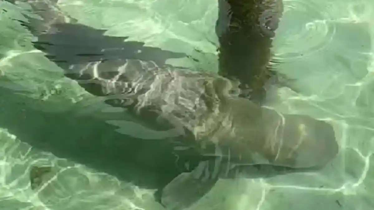 Dugong Jadi Atraksi Wisata Tahun Baru di Kepulauan Banyak