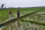 Petir Menyambar 2 Warga Blora di Sawah, Telinga Berdarah, 1 Orang Tewas