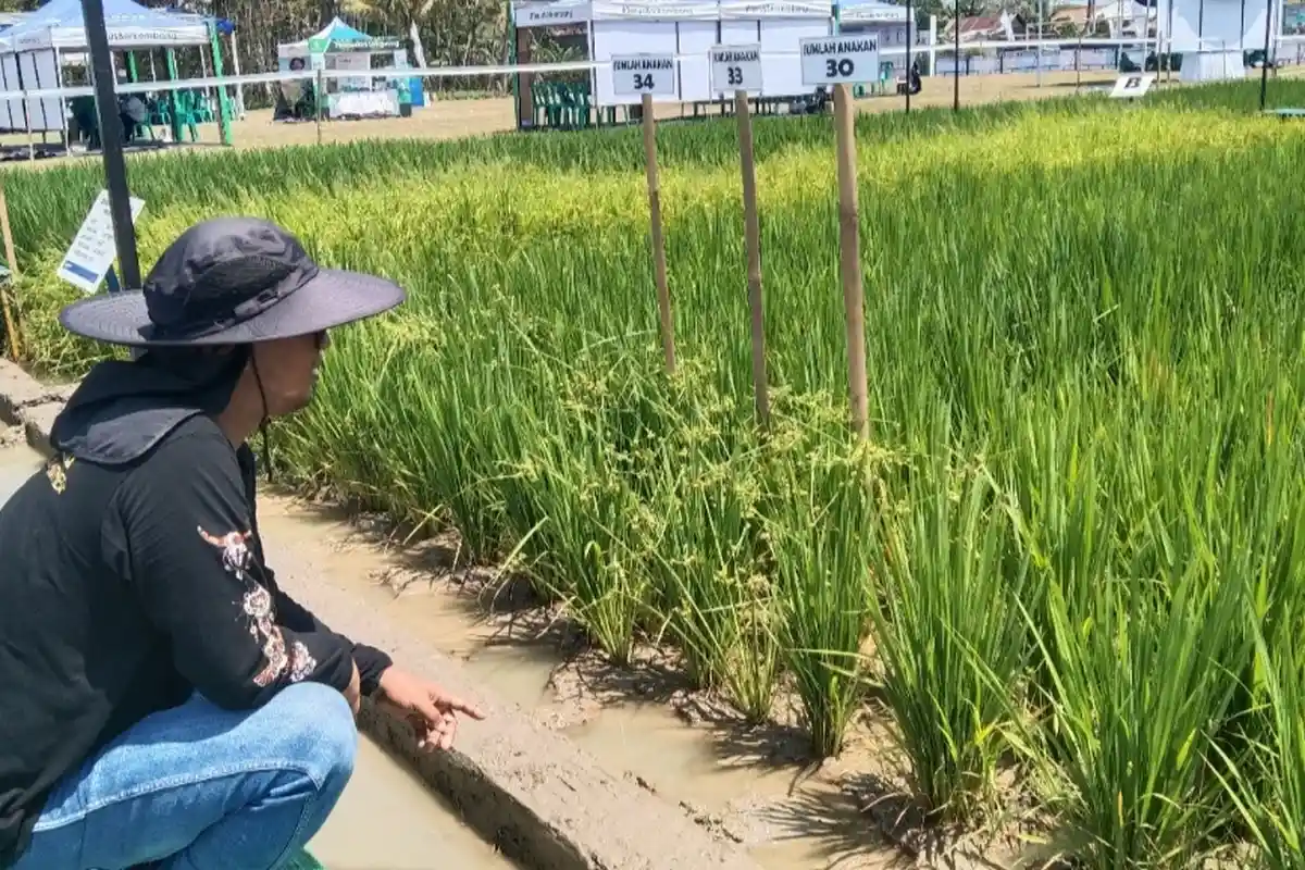Kecamatan dengan Julukan Lumbung Padi di Cilacap Ini Punya 2013 Hektar Lahan Pertanian