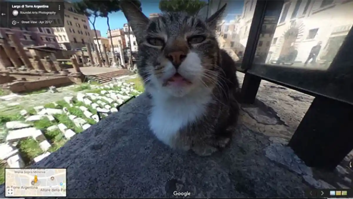 VIRAL Potret Hewan 'Ramaikan' Google Street View: Kucing Julius Caesar hingga Burung Mencuri